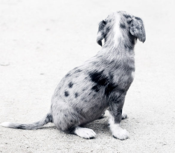 puppy